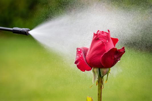 ¿Cuándo es el mejor momento para fumigar rosas? Guía técnica según el clima y las enfermedades