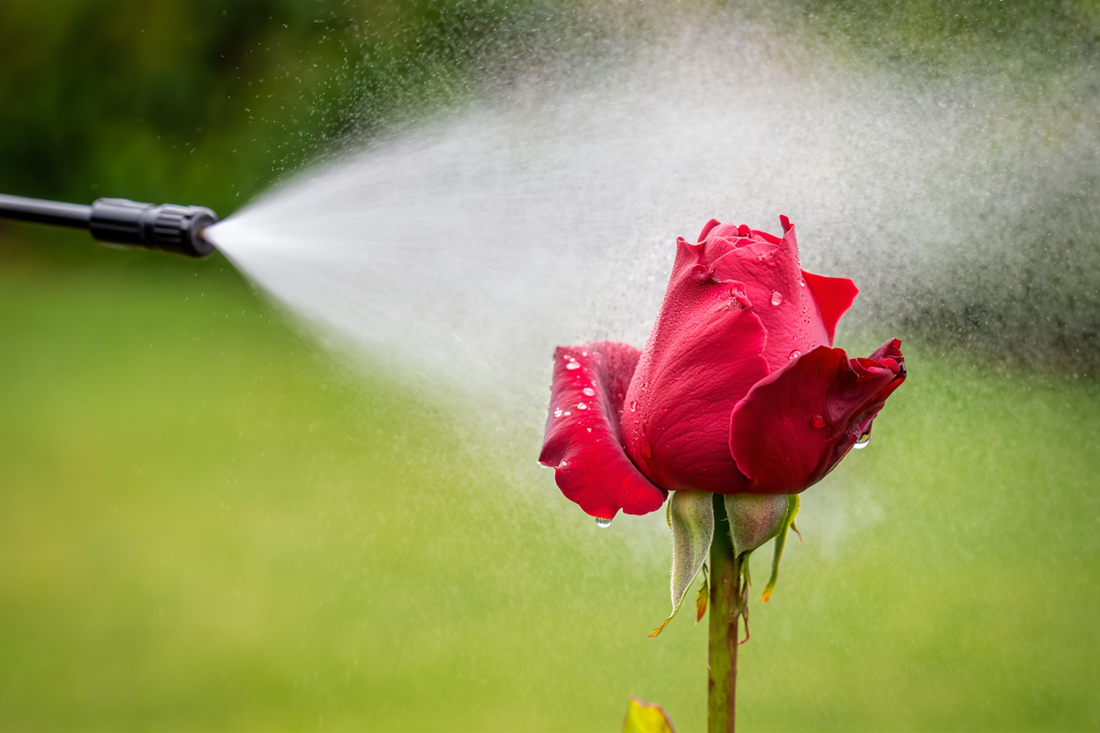 ¿Cuándo es el mejor momento para fumigar rosas? Guía técnica según el clima y las enfermedades