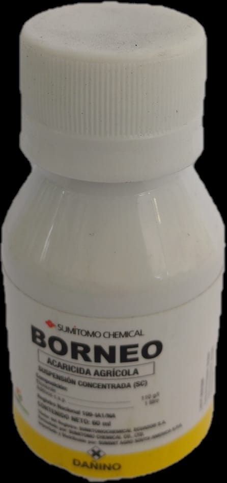 Borneo 60 cc